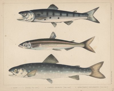 1. Salmone, 2. Osmerus Japonicus, 3. Salmo (Fario) Leucomaenis, 1855 da H. Patterson